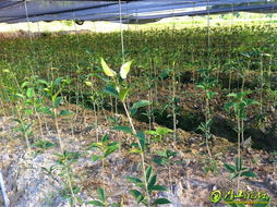 專業綠化苗木銷售與種植技術服務