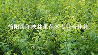 四川優(yōu)質(zhì)脆紅李子苗、大五星枇杷苗批發(fā)與種植技術(shù)全攻略——走進簡陽市和映林果苗木專業(yè)合作社