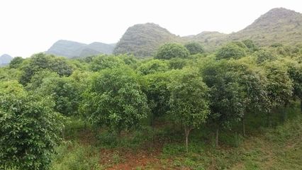 云南苗木種植優(yōu)勢與技術(shù)咨詢指南