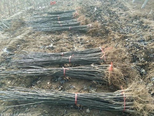 魯麗蘋果樹苗供應(yīng)與成長特性全解析