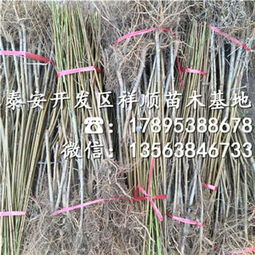 曙光油桃樹苗 種植技術(shù)、市場報價與咨詢服務(wù)指南