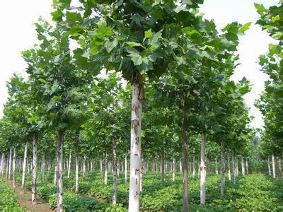 一級(jí)白蠟樹(shù)市場(chǎng)行情與棗莊苗木種植技術(shù)全解析