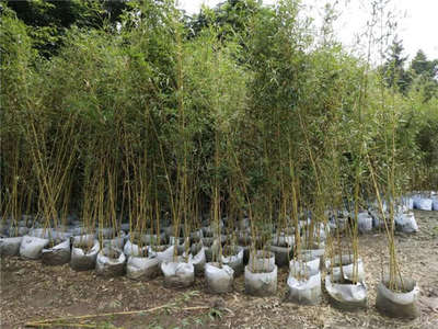 金鑲玉竹 苗木種植關(guān)鍵技術(shù)與管理咨詢指南