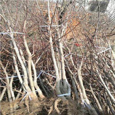 大棉球山楂苗種植技術(shù)與專業(yè)咨詢指南