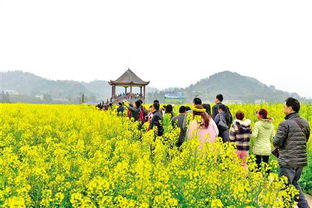 潼南一朵油菜花折射出的農(nóng)旅融合活力 苗木種植與技術(shù)咨詢賦能產(chǎn)業(yè)升級(jí)