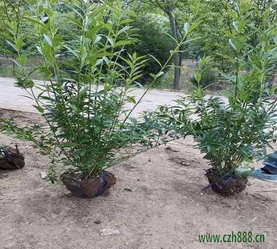 連翹球 觀賞與藥用兼備的園林佳品