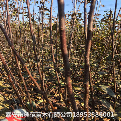 梨樹苗高效種植與管理技術詳解