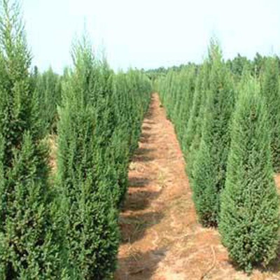 河南檜柏 規格齊全、價格優廉的大型苗木種植基地