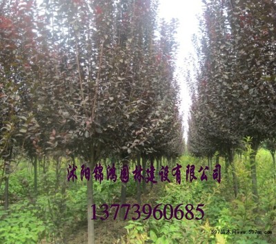 60公分高紫葉李小苗價格解析與種植技術全攻略